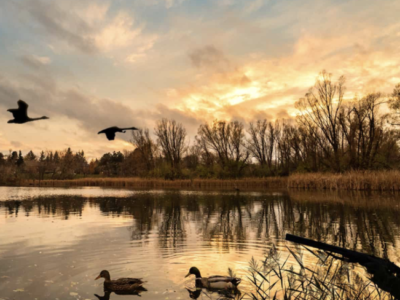 Bird/Duck Hunting - North Carolina